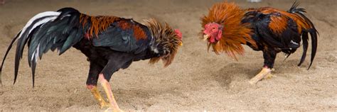 manok pang sabong|Alamin Kung Paano Ka Suswertehin Sa Sabong .